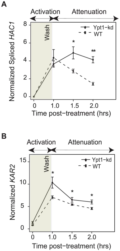 Ypt1 levels affect UPR attenuation.