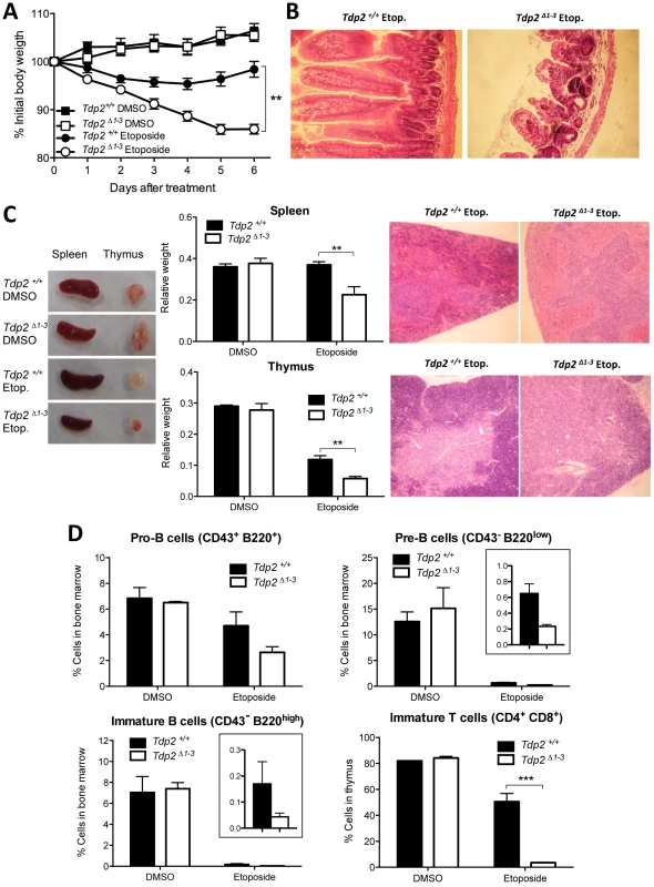 The absence of TDP2 causes etoposide sensitivity <i>in vivo</i>.