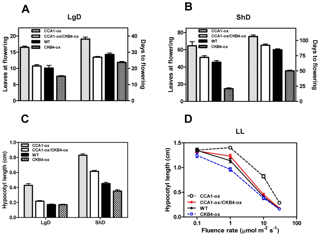 Genetic interaction of CCA1 and CKB4.