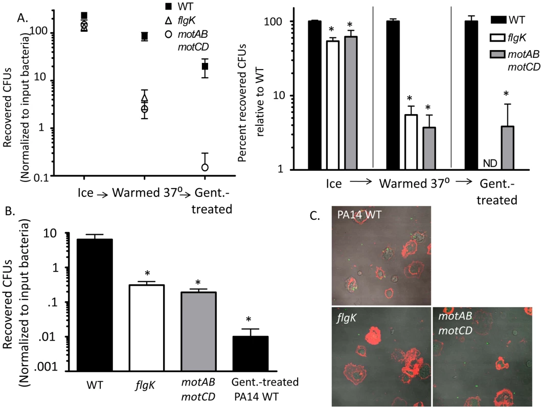 Flagellar motility enhances both the association and the uptake of bacteria by phagocytes.
