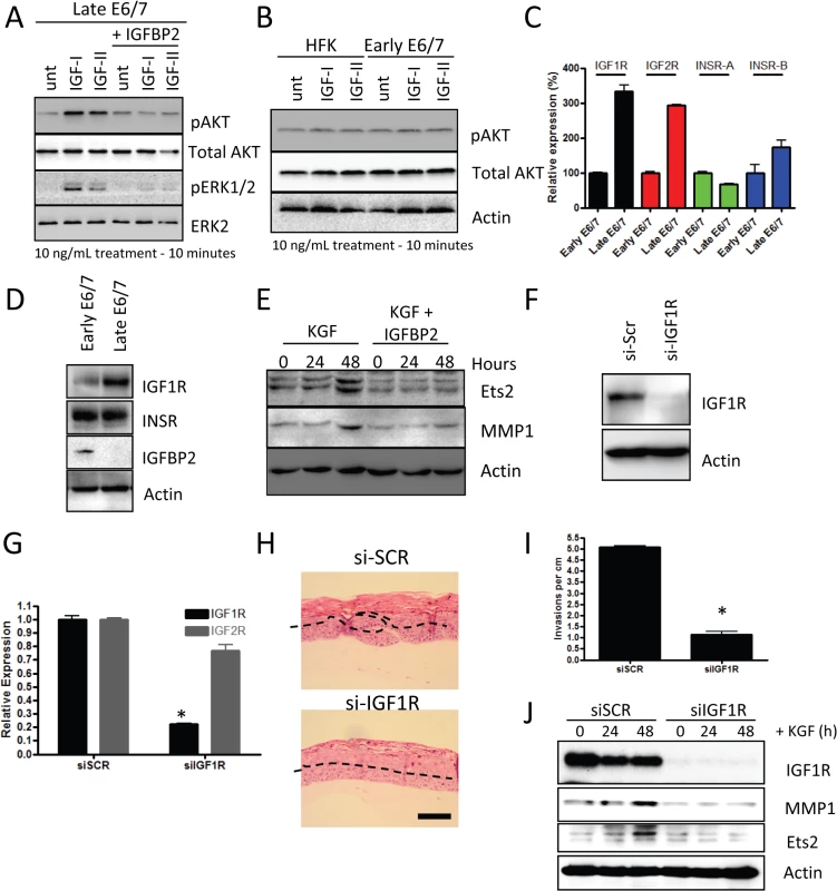 IGFBP2 blocks pro-invasive IGF1R signalling.