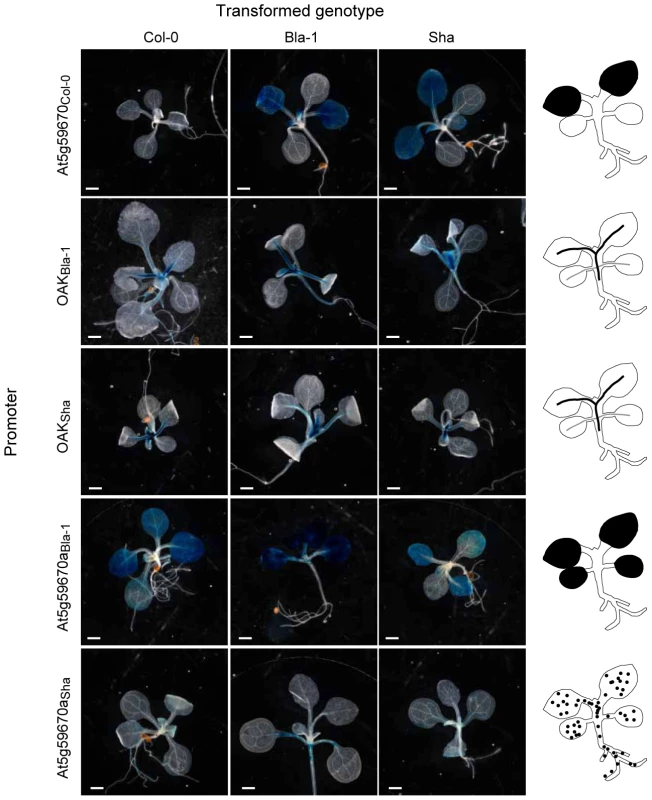 Activity domains of <i>OAK</i> homolog promoters.