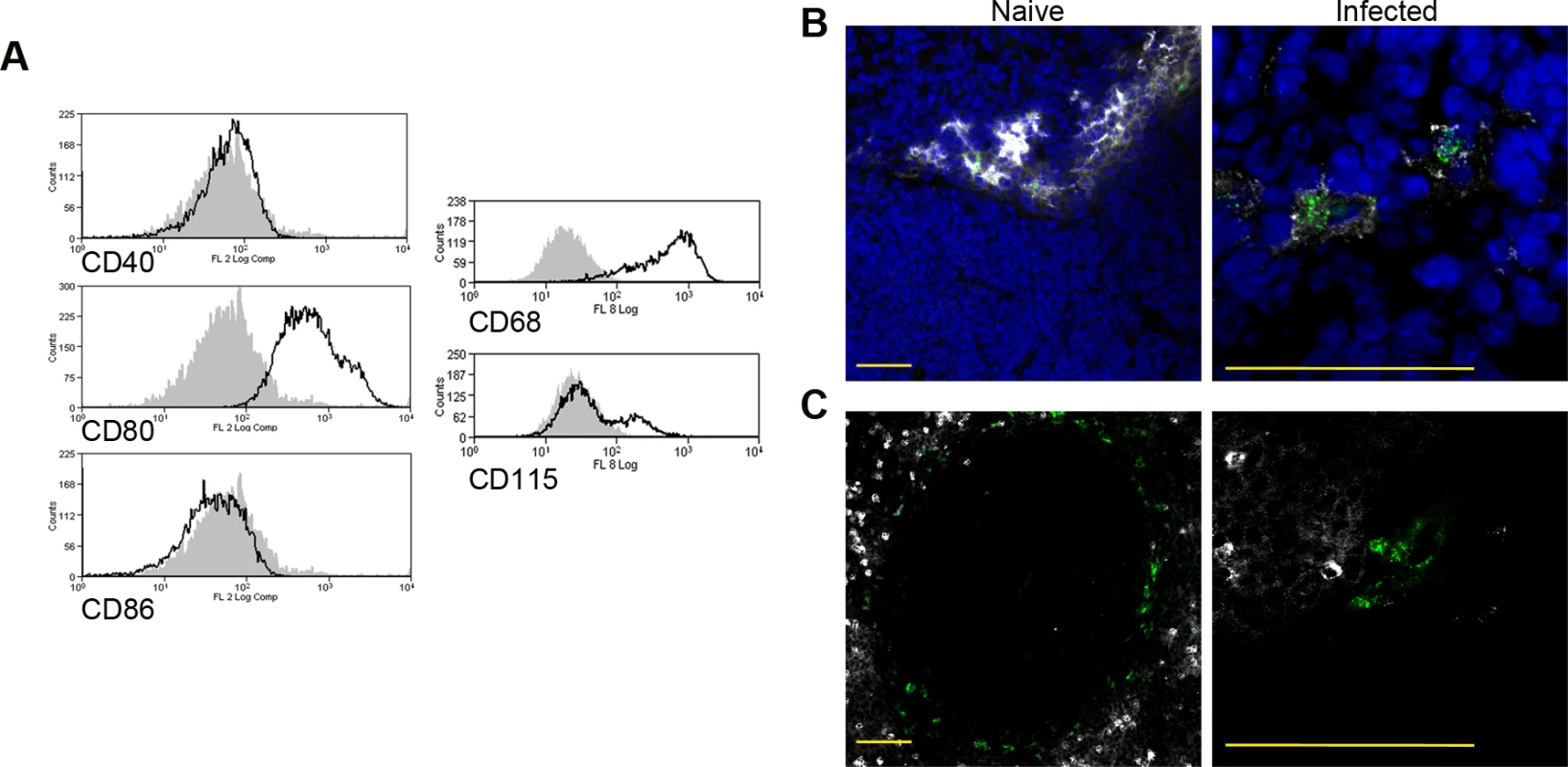 Phenotypic analysis of F4/80<sup>hi</sup>CD11b<sup>lo</sup>cells.