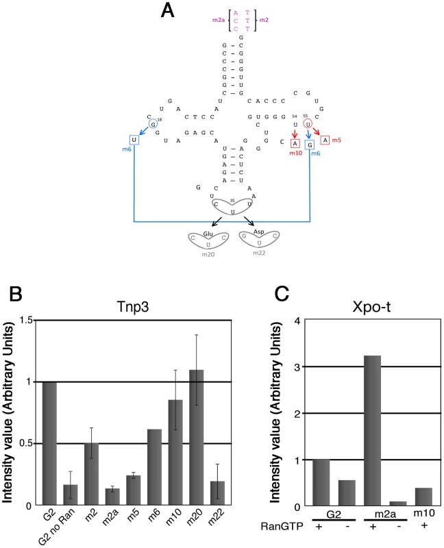 tRNA structural requirements for binding to Tnp3.