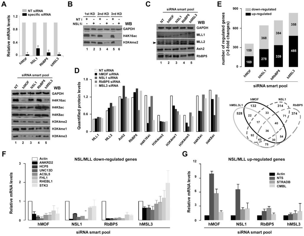Select genes are co-regulated by NSL and RbBP5-MLL complexes.