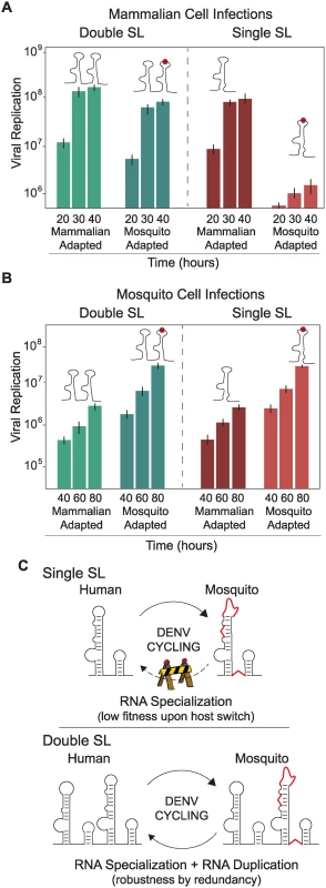 Fitness advantage of RNA structure duplication during DENV host switching.