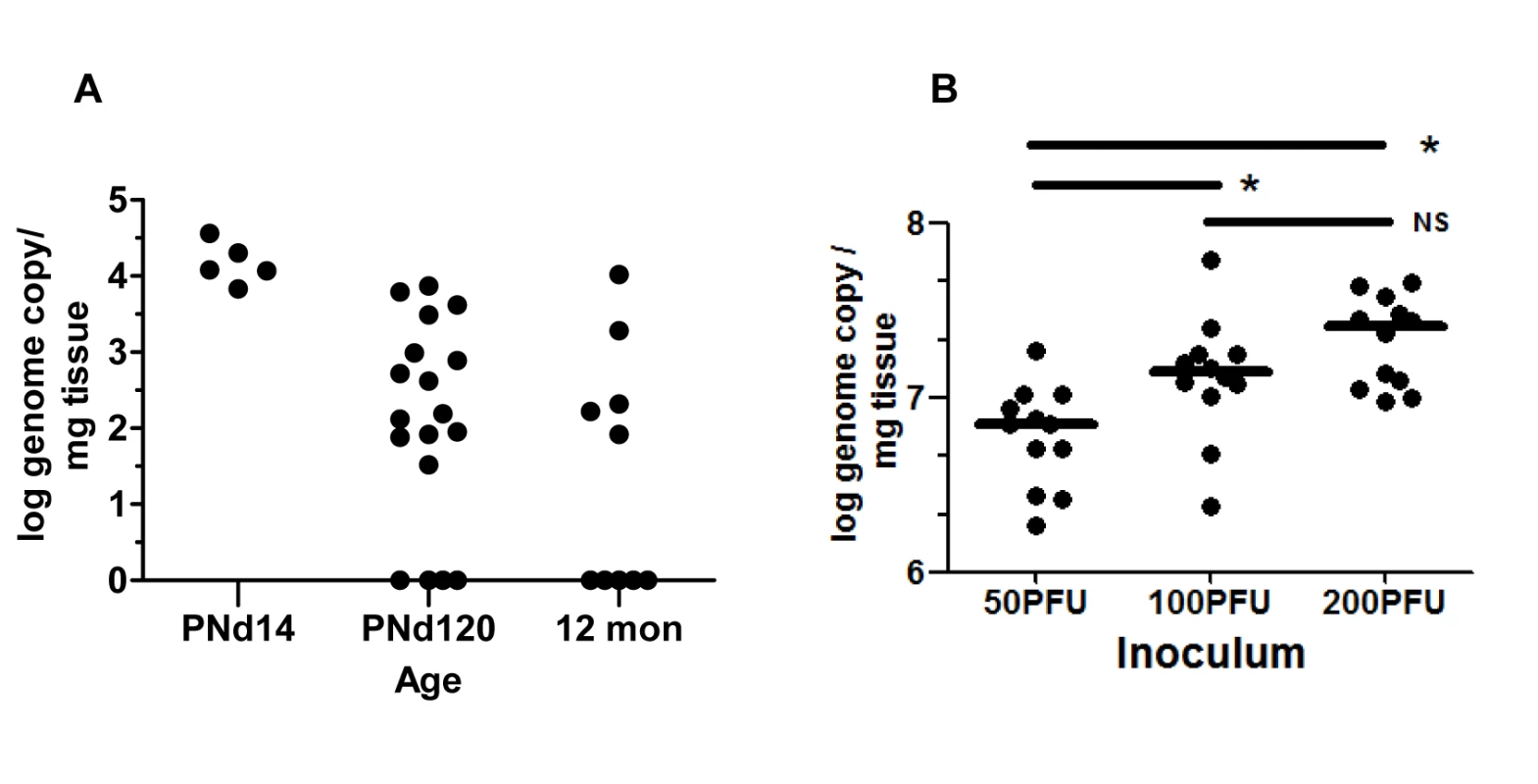 Detection of MCMV viral DNA in cochlea of mice infected as newborns with MCMV.