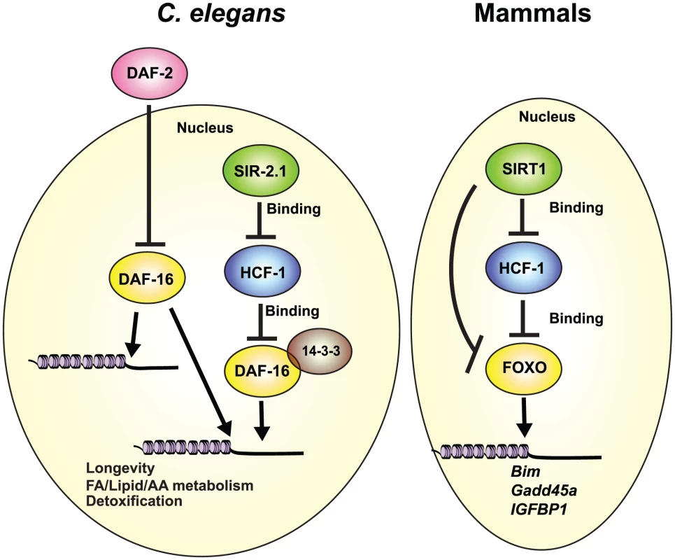 Conserved regulation of DAF-16/FOXO by HCF-1 and SIR-2.1/SIRT1.