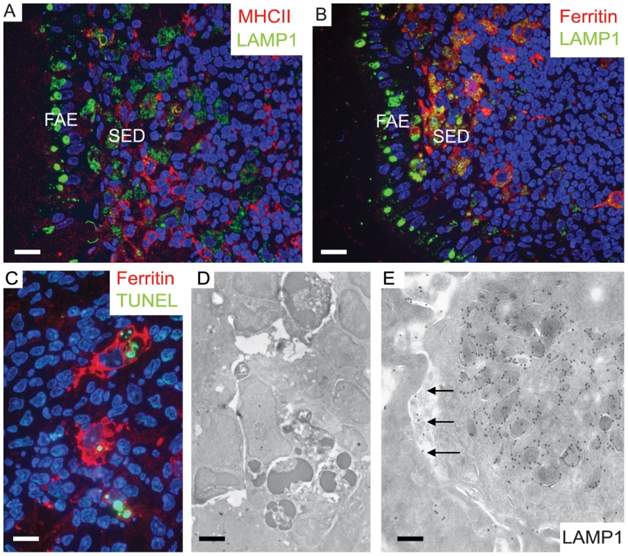Two separate subpopulations of phagocytic monocytes in SED.