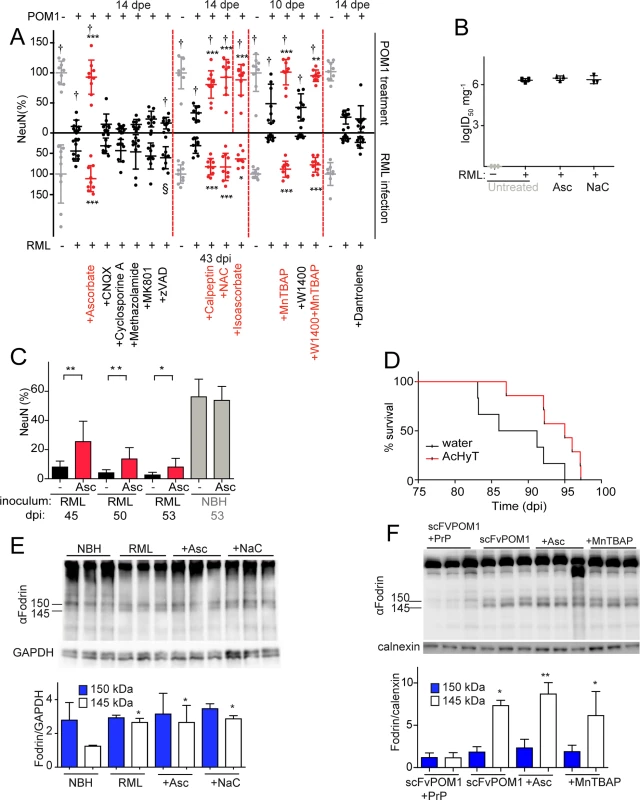 ROS scavengers and calpain inhibitors are beneficial to prion-infected COCS and mice.