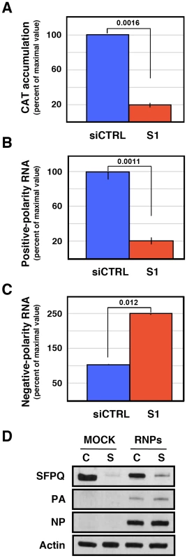 Accumulation of positive- and negative-polarity RNA in a recombinant replicon system.