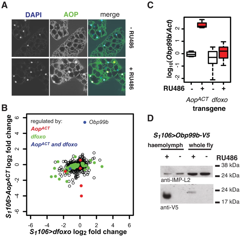<i>Aop</i> and <i>dfoxo</i> both regulate a humoral factor, Obp99b, in the fat body.
