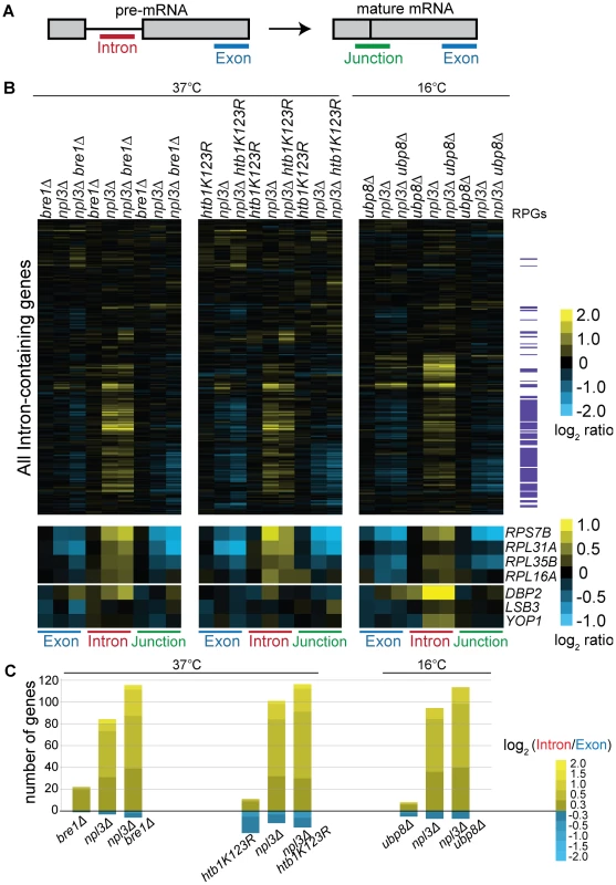 Splicing is sensitive to Npl3 and the H2B ubiquitination cycle.