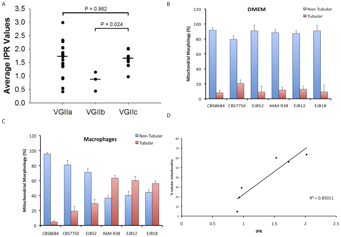 In vitro analyses of intracellular proliferation and mitochondrial morphology provide evidence the VGIIc genotype is hypervirulent.