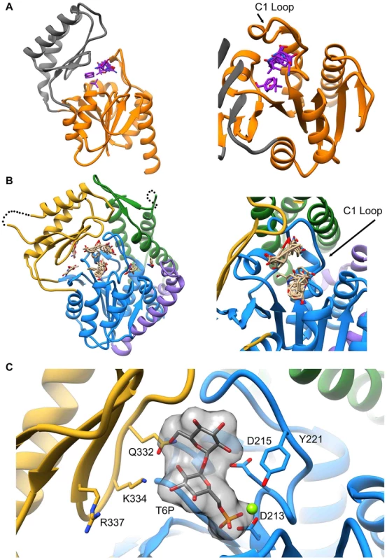 Proposed model of trehalose 6-phosphate in the active site of T6PP.