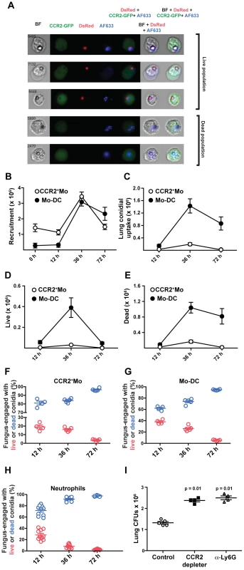 CCR2<sup>+</sup>Mo differentiate into Mo-DC and efficiently kill <i>A.fumigatus</i>.