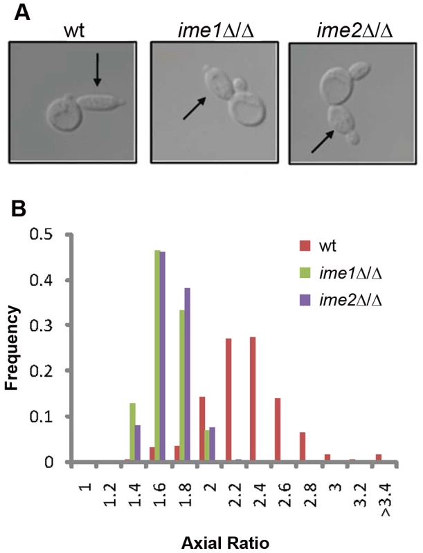 <i>IME1</i> and <i>IME2</i> are necessary for RTG PH development.