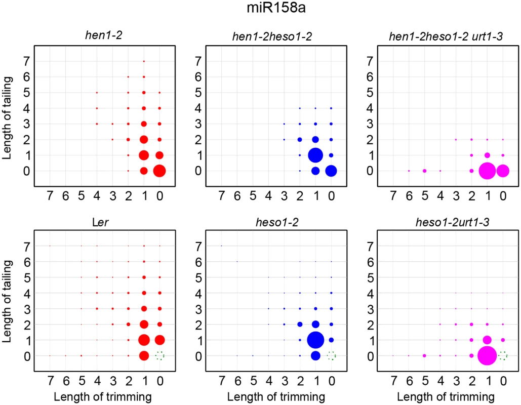The tailing and trimming profiles of miR158a in L<i>er</i>, <i>heso1-2</i>, <i>heso1-2 urt1-3</i> resemble those in <i>hen1-2</i>, <i>hen1-2 heso1-2</i>, <i>hen1-2 heso1-2 urt1-3</i>.