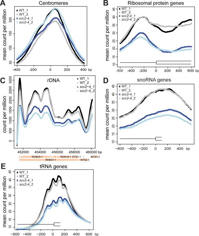 The <i>scc2-4</i> mutation compromises the association with genic regions at 30°C.