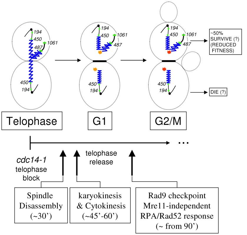 Model of how the cell cycle progresses after the presence of the cXIIr bridge.
