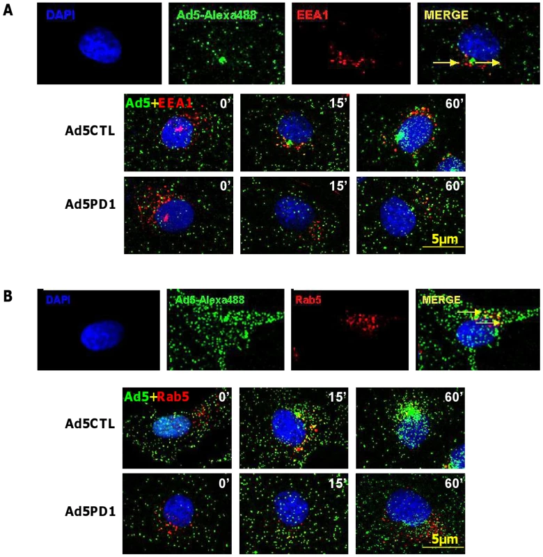 Endosomal localisation of αv integrin binding-defective Ad5 <i>in vitro</i>.