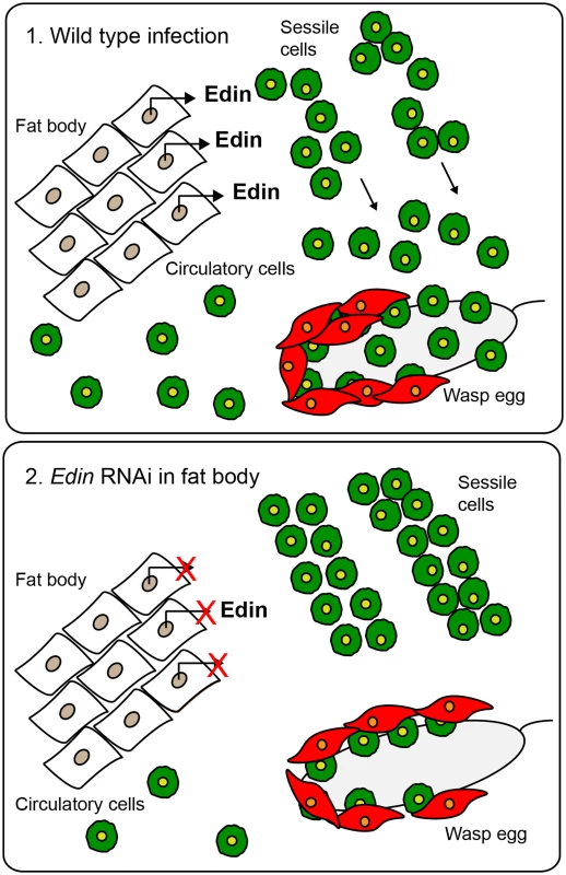 A schematic presentation of the function of Edin.