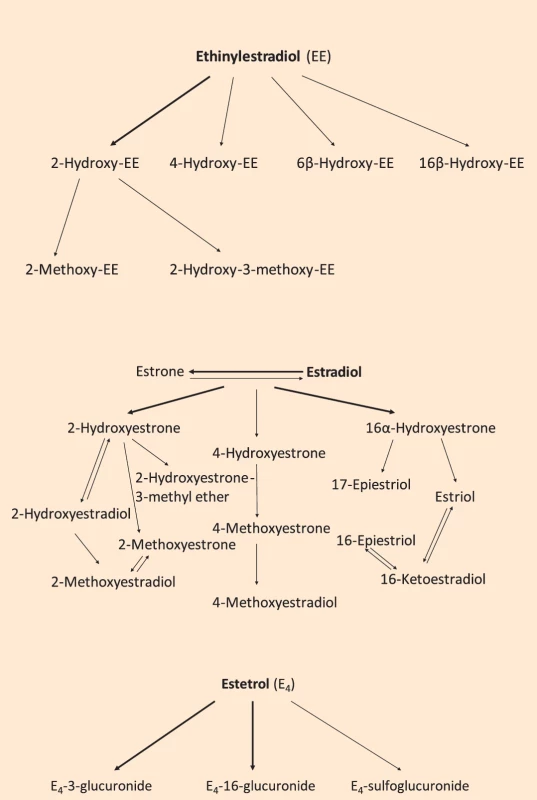 Metabolizmus ethinylestradiolu, estradiolu a estetrolu [7]. </br>Fig. 2. Metabolism of ethinylestradiol, estradiol and estetrol [7].