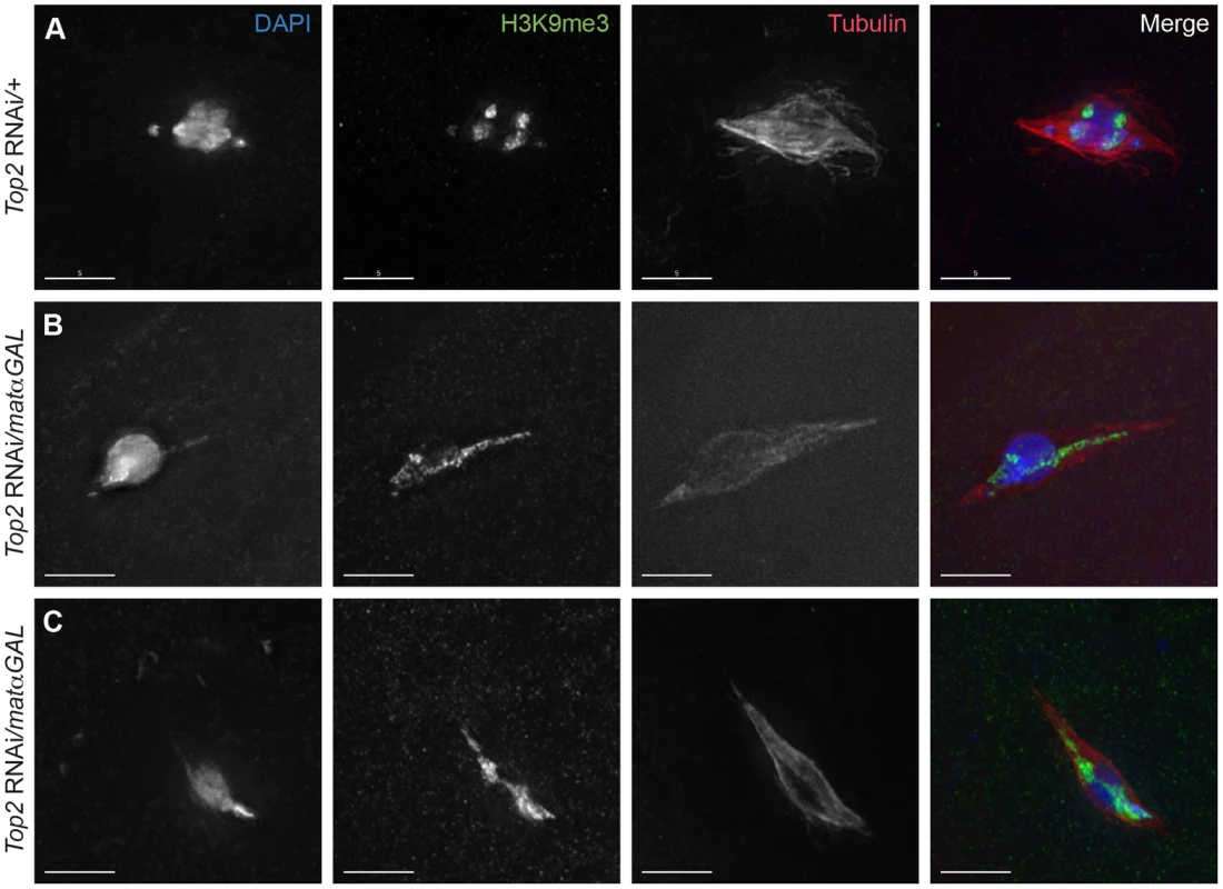 Aberrant DNA projections are composed of heterochromatin.