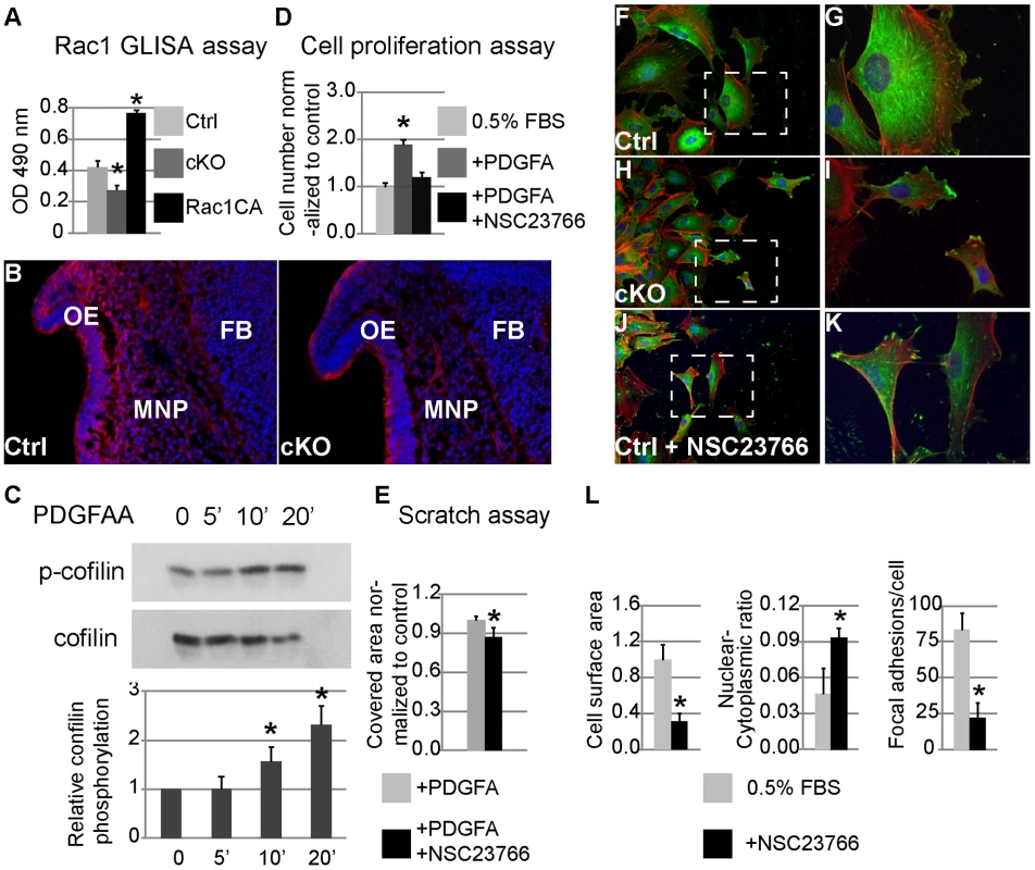 Rac1 mediates PDGFRα regulation of proliferation and migration in MNP cells and MEPMs.