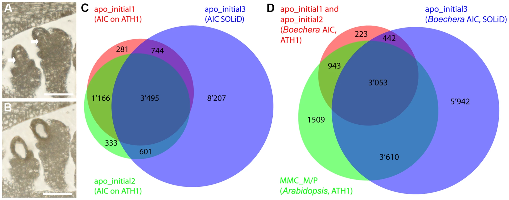 Laser-assisted microdissection (LAM) and transcriptome analysis to study the <i>Boechera</i> apomictic initial cell (AIC).