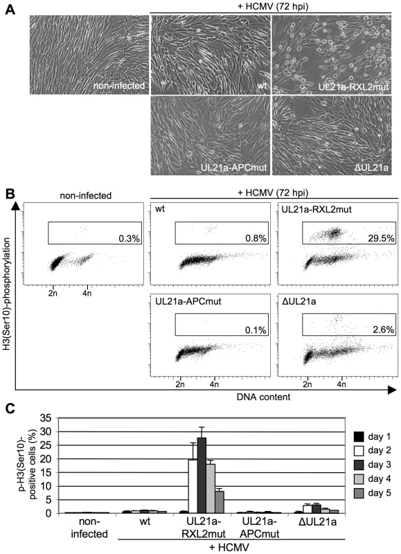 Cyclin A2 up-regulation results in mitotic entry of infected cells.