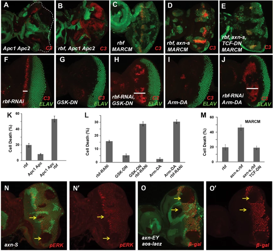 Hyperactivated <i>Wg</i> signaling induces synergistic apoptosis with <i>rbf</i> mutation.
