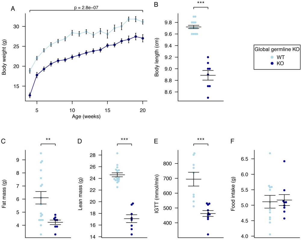 Body weight, body composition, and food intake in male global germline <i>Fto</i> Knockout mice.