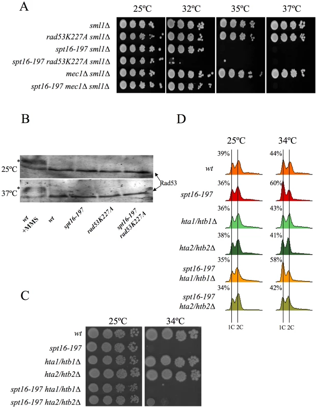Genetic interactions connect FACT dysfunction to free histones.