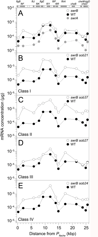 Some <i>sob</i> classes increase <i>fla/che</i> operon expression.