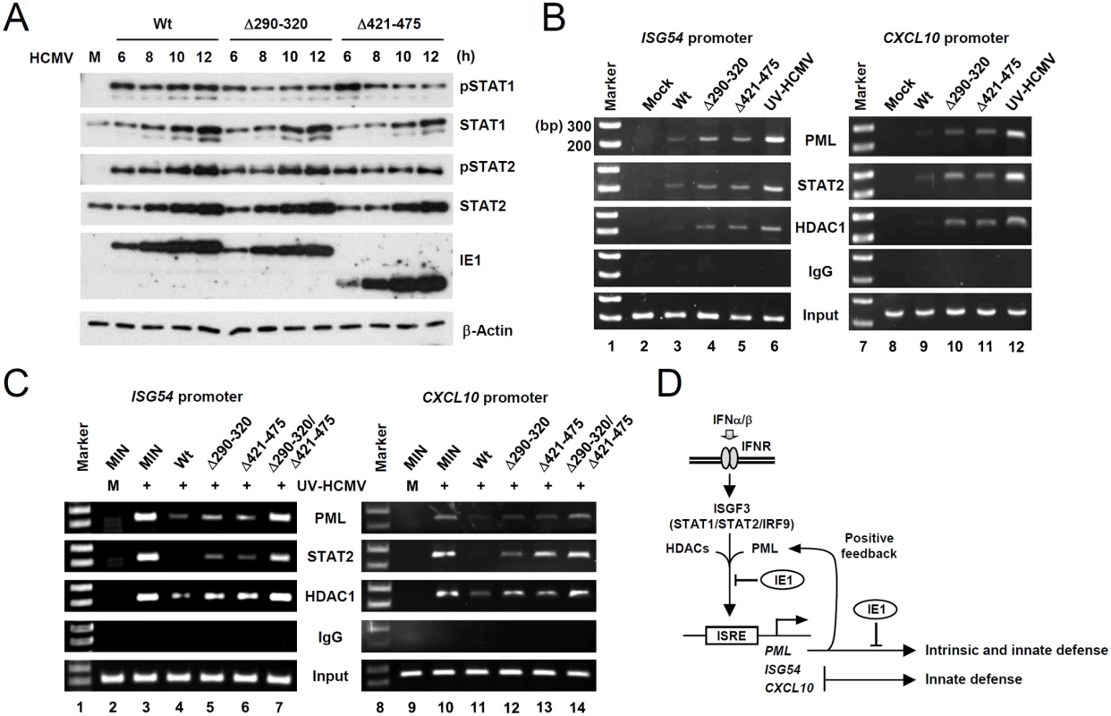 Comparison of the levels of the total and activated forms of STAT1 and STAT2, and the association of PML, STAT2, and HDAC1 with ISG promoters during wild-type or IE1 mutant virus infection.