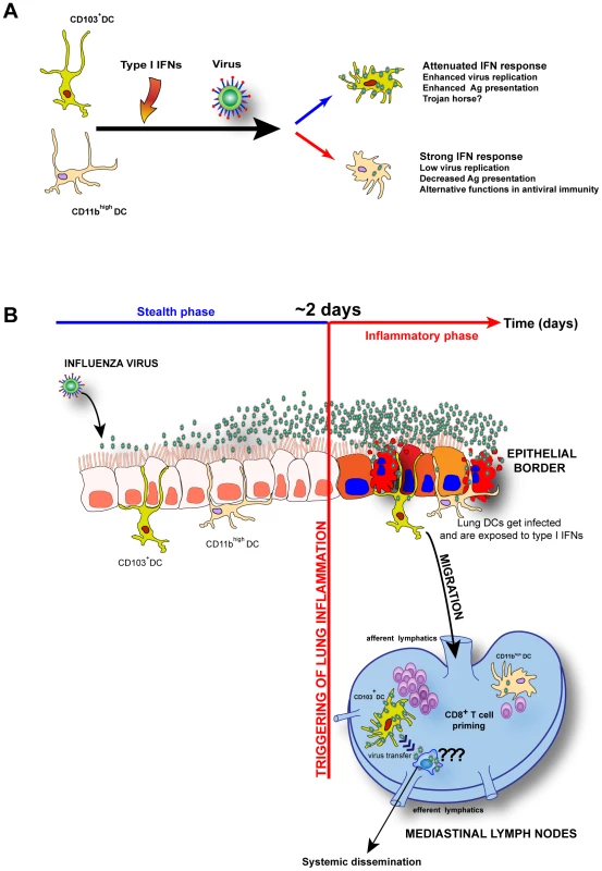 Model: Unique I-IFNs responses determine the functional fate of migratory lung DCs during respiratory virus infection.