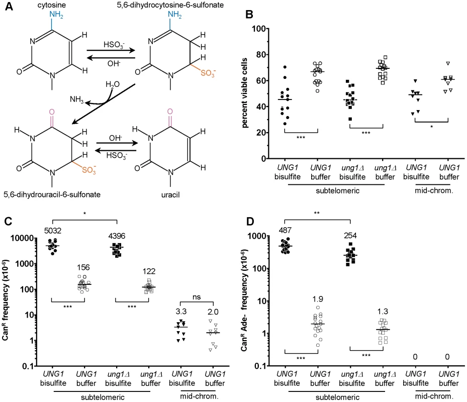 1% sodium bisulfite is a strong ssDNA–specific mutagen in vivo.