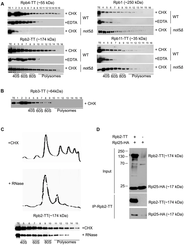 Polymerase subunits are present in polysome fractions and interact with Rpl25.