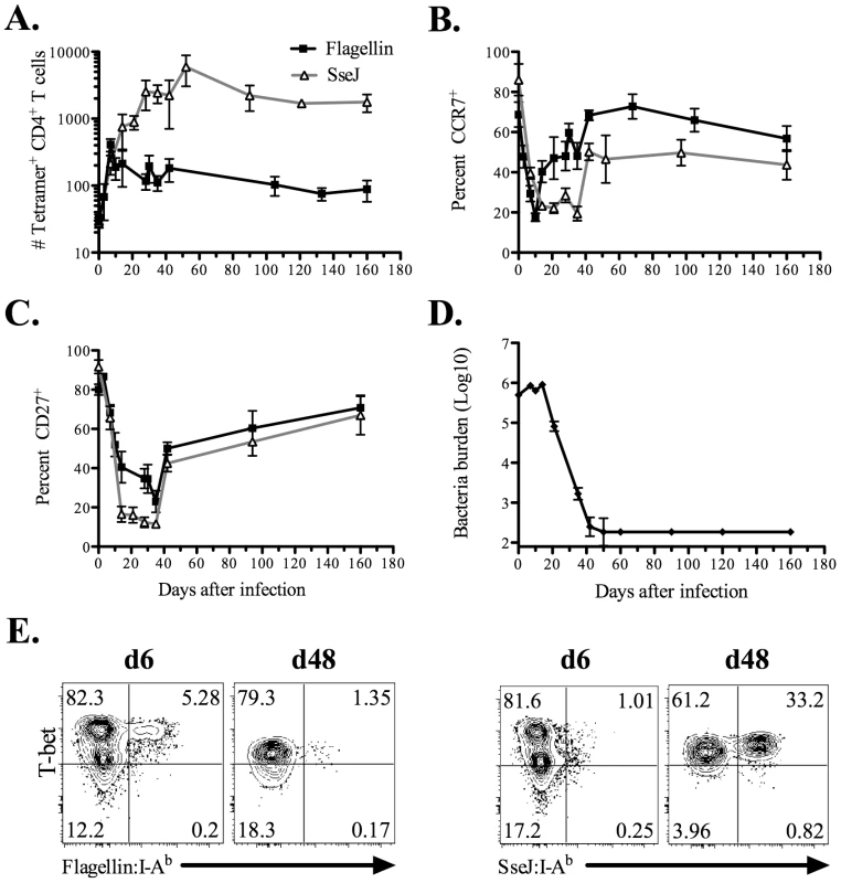 Kinetics of endogenous <i>Salmonella</i> flagellin<sub>427–441</sub>-, and SseJ<sub>329–341</sub>-specific CD4 T cells after <i>Salmonella</i> infection.