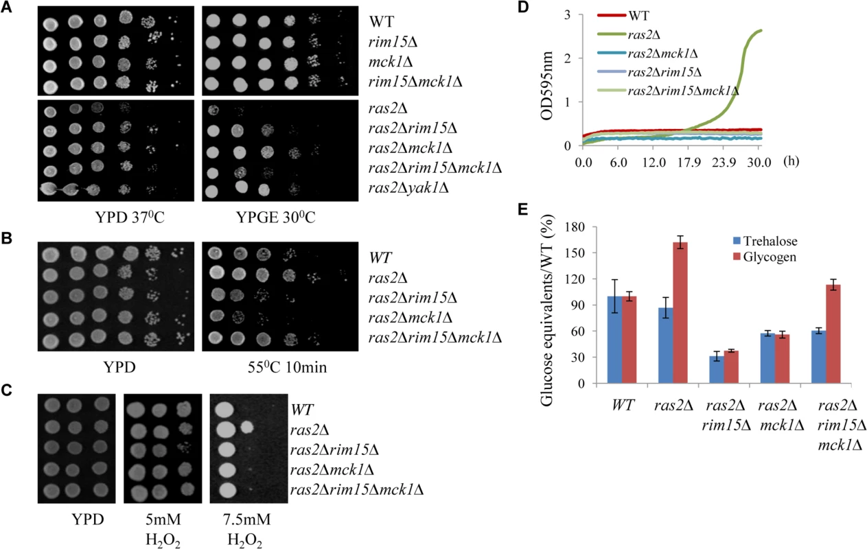Assessing the genetic relationship between <i>MCK1</i> and <i>RAS2</i>. 8A: