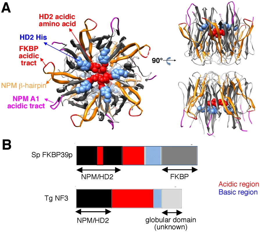 3D-structure of the NPM Np core domain, highlighting the positions of hallmarks of the NPM and HD2/nuclear FKBP/TgNF3 families.