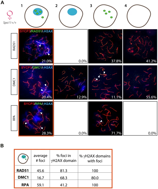 Enrichment of DNA repair markers in the pseudo XY bodies of <i>Spo11<sup>+/+</sup></i> oocytes.