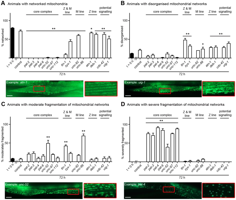 Loss of muscle attachment results in mitochondrial fragmentation.