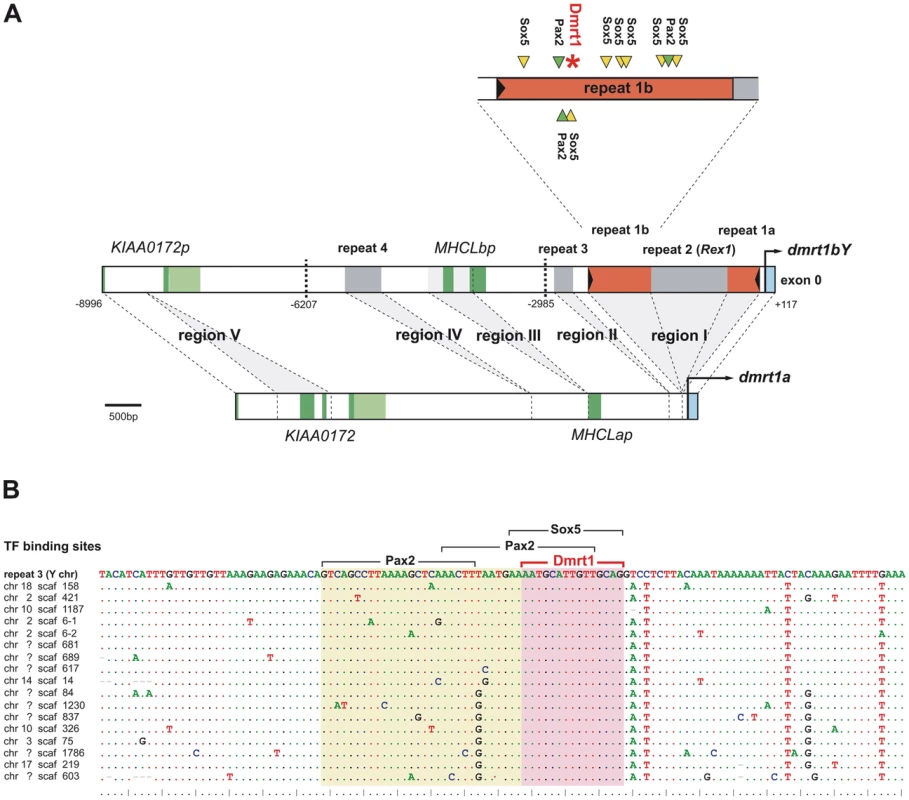 Comparative analysis of the <i>dmrt1bY</i> promoter and its transcription factor binding sites.