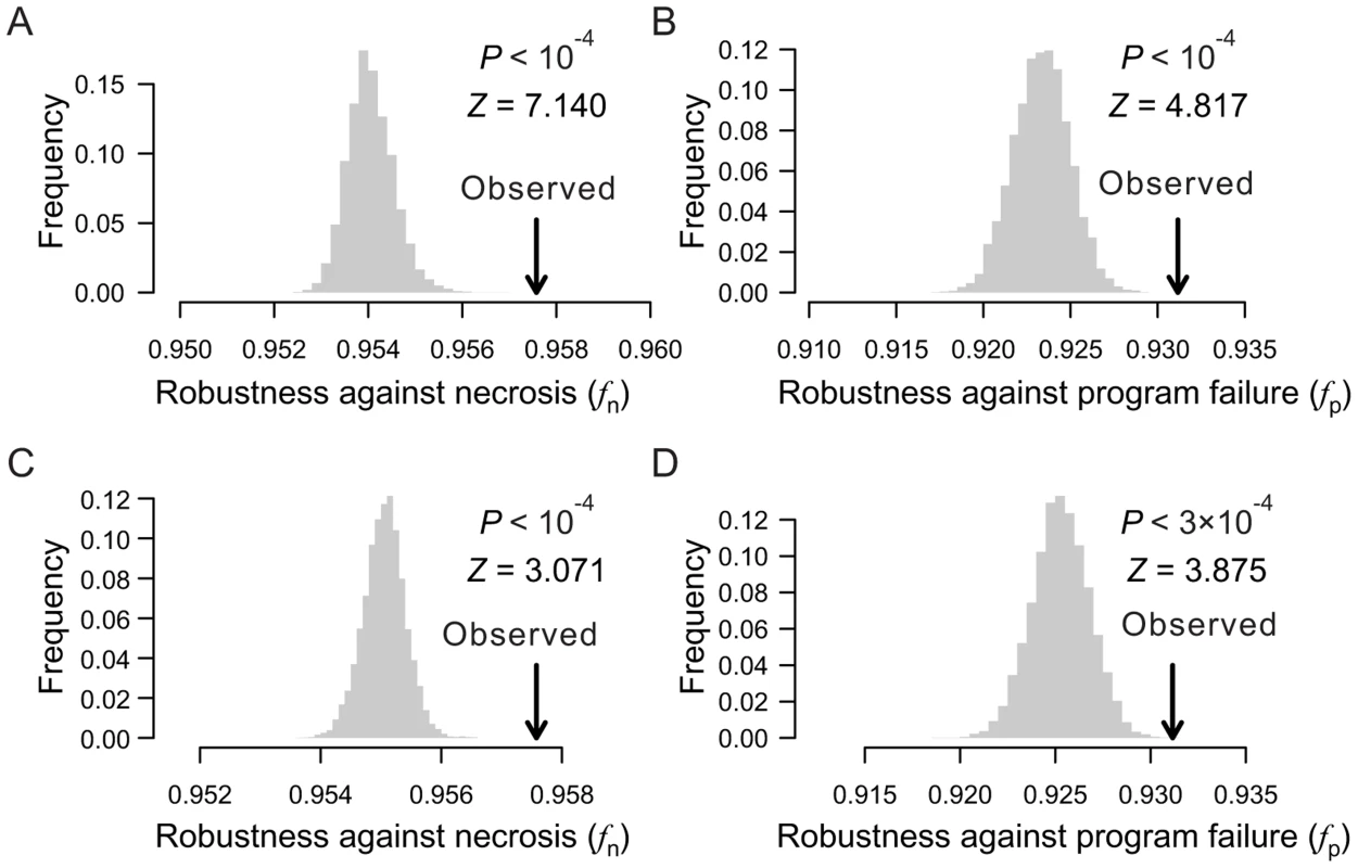 Lineal topology and terminal cell organization contribute to the robustness of the <i>C. elegans</i> lineage.