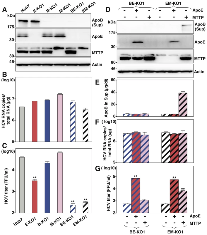 MTTP participates in the formation of infectious HCV particles through the maturation of ApoB.