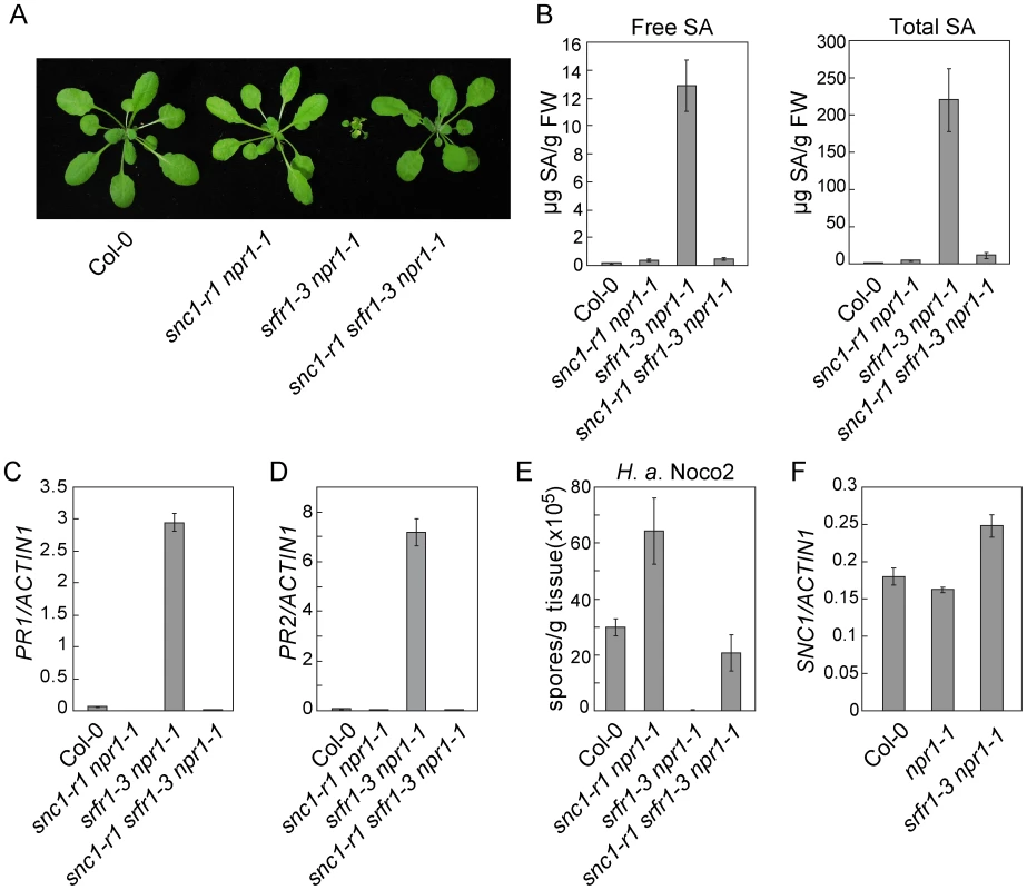 Loss of <i>SNC1</i> function suppresses constitutive defense responses in <i>snc5-1</i>/<i>srfr1-3</i>.