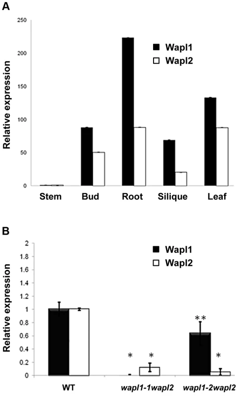 <i>AtWAPL1</i> and <i>AtWAPL2</i> show similar expression patterns.