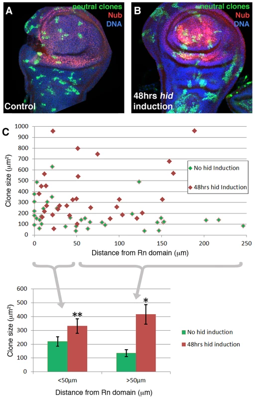 Clonal analysis of the wing disc under ablation.